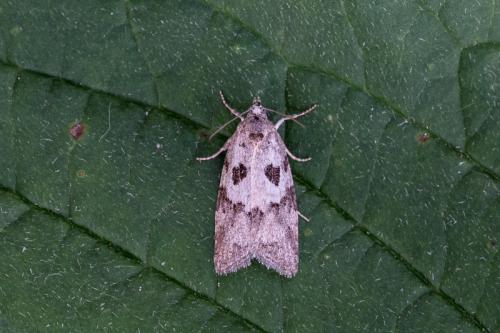Cnephasia sp.